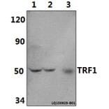 Anti-TRF1 (L215) Antibody from Bioworld Technology (BS1854) - Antibodies.com