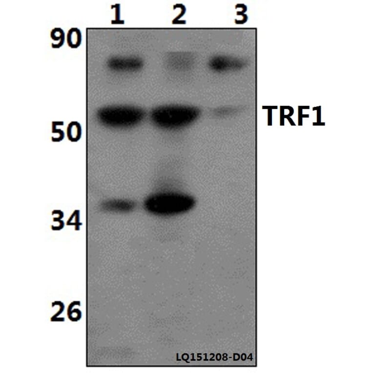 Anti-TRF1 (L215) Antibody from Bioworld Technology (BS1854) - Antibodies.com