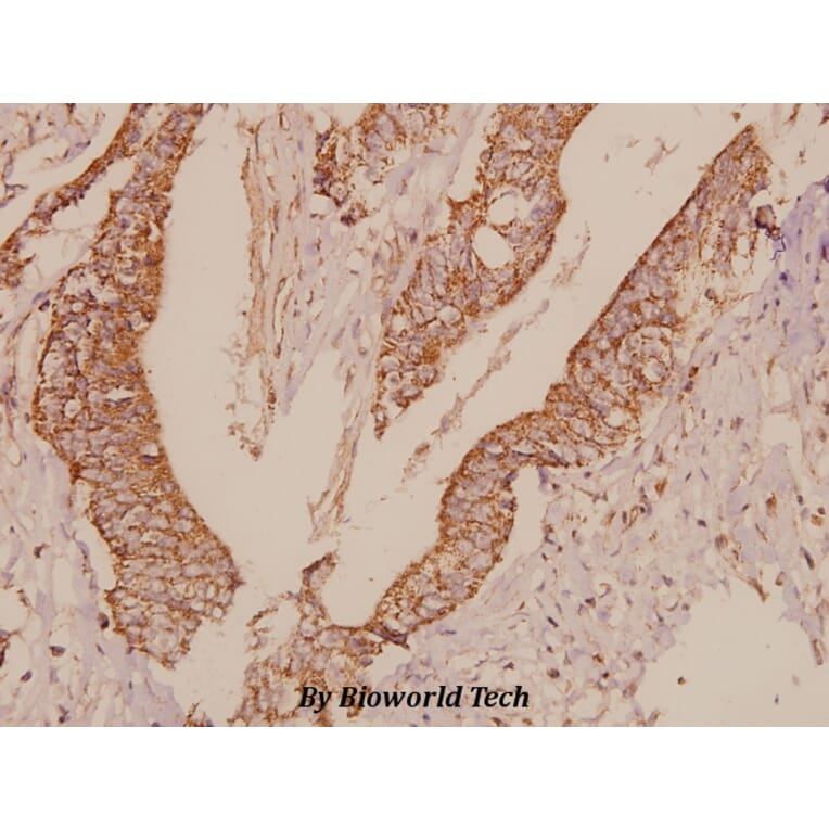 Anti-TRF1 (L215) Antibody from Bioworld Technology (BS1854) - Antibodies.com