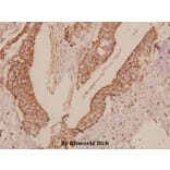 Anti-TRF1 (L215) Antibody from Bioworld Technology (BS1854) - Antibodies.com