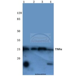 Anti-TNF-α (Q178) Antibody from Bioworld Technology (BS1857) - Antibodies.com