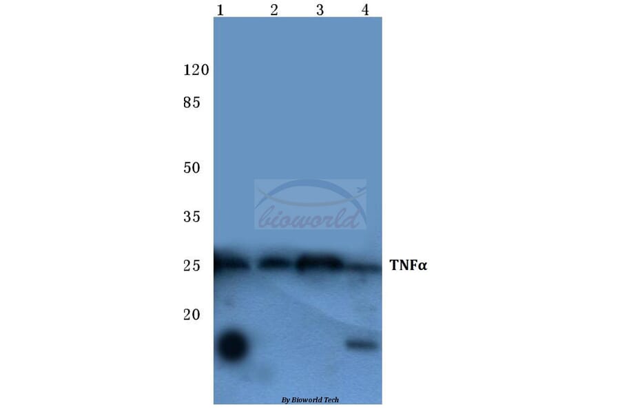 Anti-TNF-α (Q178) Antibody from Bioworld Technology (BS1857) - Antibodies.com