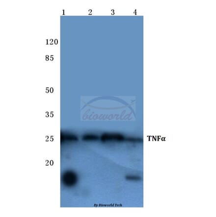 Anti-TNF-α (Q178) Antibody from Bioworld Technology (BS1857) - Antibodies.com