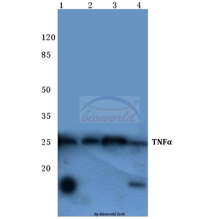 Anti-TNF-α (Q178) Antibody from Bioworld Technology (BS1857) - Antibodies.com