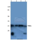 Anti-TNF-α (Q178) Antibody from Bioworld Technology (BS1857) - Antibodies.com