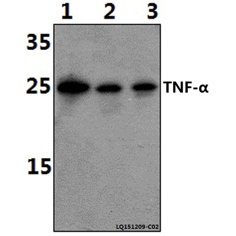 Anti-TNF-α (Q178) Antibody from Bioworld Technology (BS1857) - Antibodies.com