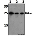 Anti-TNF-α (Q178) Antibody from Bioworld Technology (BS1857) - Antibodies.com