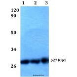 Anti-p27 Kip1 (P191) Antibody from Bioworld Technology (BS1858) - Antibodies.com