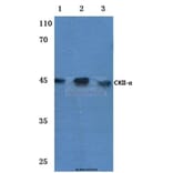 Anti-Casein Kinase IIα (T251) Antibody from Bioworld Technology (BS1859) - Antibodies.com