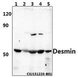 Anti-Desmin (V56) Antibody from Bioworld Technology (BS1860) - Antibodies.com