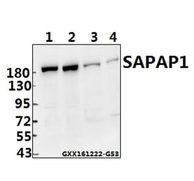 Anti-SAPAP1 (E817) Antibody from Bioworld Technology (BS1864) - Antibodies.com