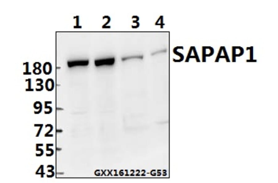 Anti-SAPAP1 (E817) Antibody from Bioworld Technology (BS1864) - Antibodies.com