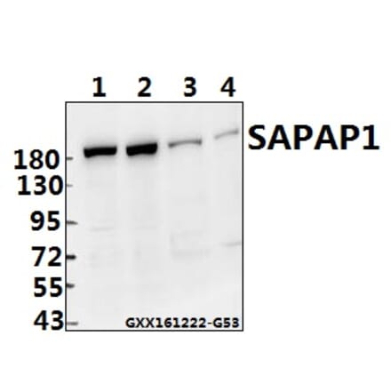 Anti-SAPAP1 (E817) Antibody from Bioworld Technology (BS1864) - Antibodies.com