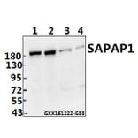 Anti-SAPAP1 (E817) Antibody from Bioworld Technology (BS1864) - Antibodies.com