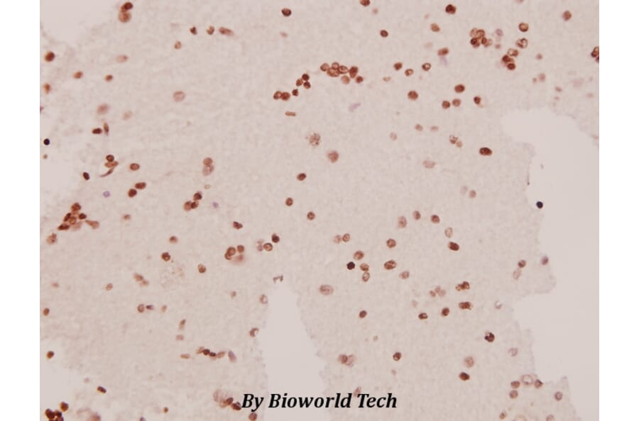 Anti-SAPAP1 (E817) Antibody from Bioworld Technology (BS1864) - Antibodies.com