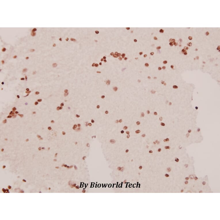Anti-SAPAP1 (E817) Antibody from Bioworld Technology (BS1864) - Antibodies.com