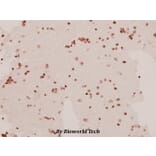 Anti-SAPAP1 (E817) Antibody from Bioworld Technology (BS1864) - Antibodies.com