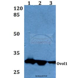 Anti-Ovol1 (K16) Antibody from Bioworld Technology (BS1866) - Antibodies.com