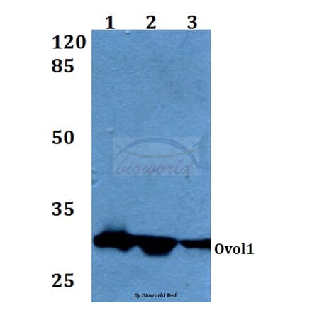 Anti-Ovol1 (K16) Antibody from Bioworld Technology (BS1866) - Antibodies.com