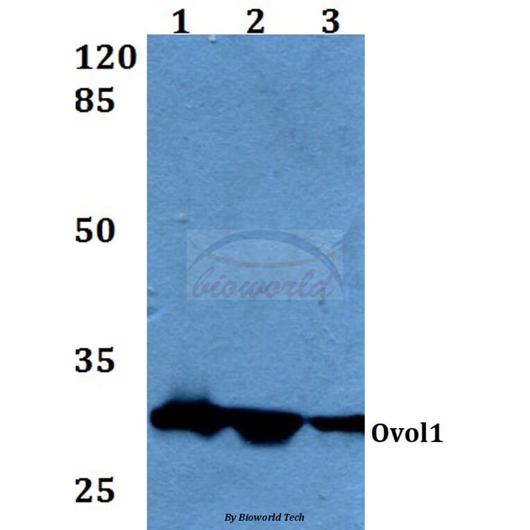 Anti-Ovol1 (K16) Antibody from Bioworld Technology (BS1866) - Antibodies.com