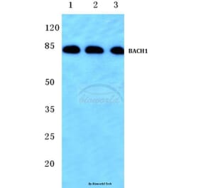 Anti-BACH1 (L160) Antibody from Bioworld Technology (BS1868) - Antibodies.com