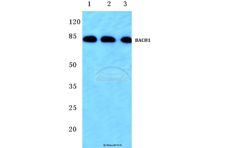 Anti-BACH1 (L160) Antibody from Bioworld Technology (BS1868) - Antibodies.com