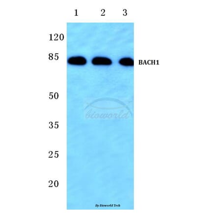 Anti-BACH1 (L160) Antibody from Bioworld Technology (BS1868) - Antibodies.com