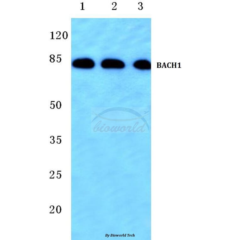 Anti-BACH1 (L160) Antibody from Bioworld Technology (BS1868) - Antibodies.com