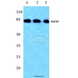 Anti-BACH1 (L160) Antibody from Bioworld Technology (BS1868) - Antibodies.com