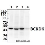 Anti-BCKDK (E41) Antibody from Bioworld Technology (BS1869) - Antibodies.com