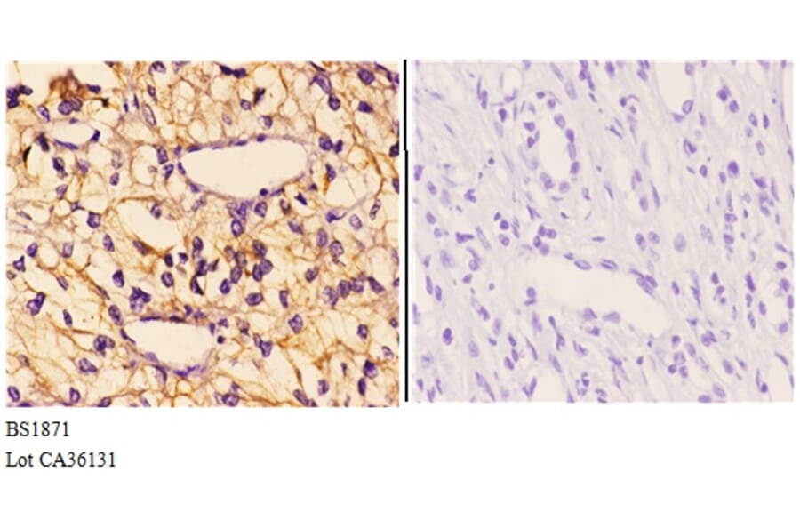 Anti-GAK (Q129) Antibody from Bioworld Technology (BS1871) - Antibodies.com