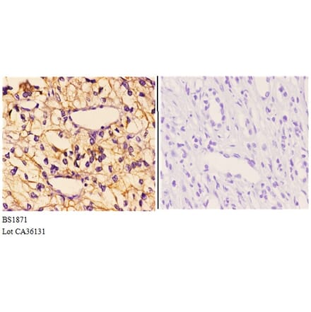 Anti-GAK (Q129) Antibody from Bioworld Technology (BS1871) - Antibodies.com