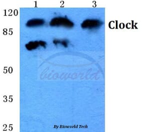Anti-Clock (E270) Antibody from Bioworld Technology (BS1873) - Antibodies.com