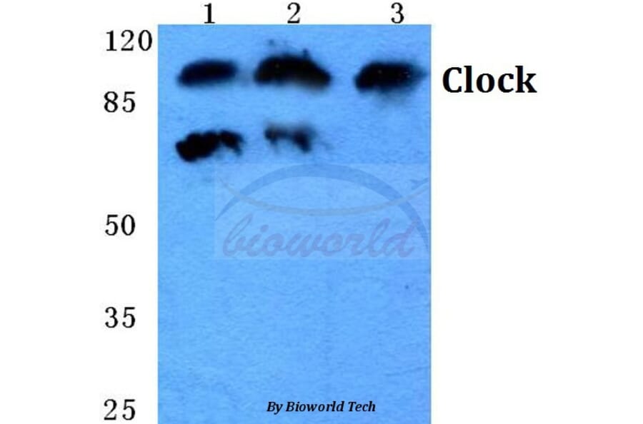 Anti-Clock (E270) Antibody from Bioworld Technology (BS1873) - Antibodies.com