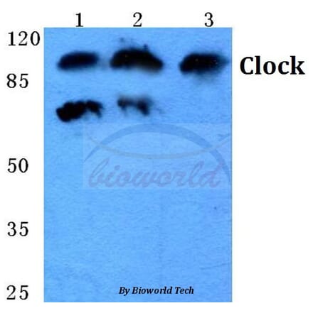 Anti-Clock (E270) Antibody from Bioworld Technology (BS1873) - Antibodies.com