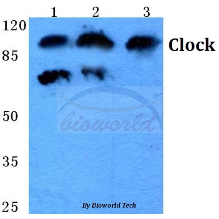 Anti-Clock (E270) Antibody from Bioworld Technology (BS1873) - Antibodies.com