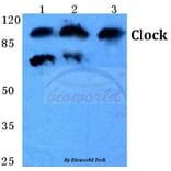 Anti-Clock (E270) Antibody from Bioworld Technology (BS1873) - Antibodies.com