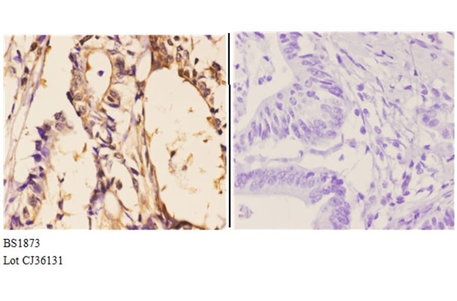 Anti-Clock (E270) Antibody from Bioworld Technology (BS1873) - Antibodies.com