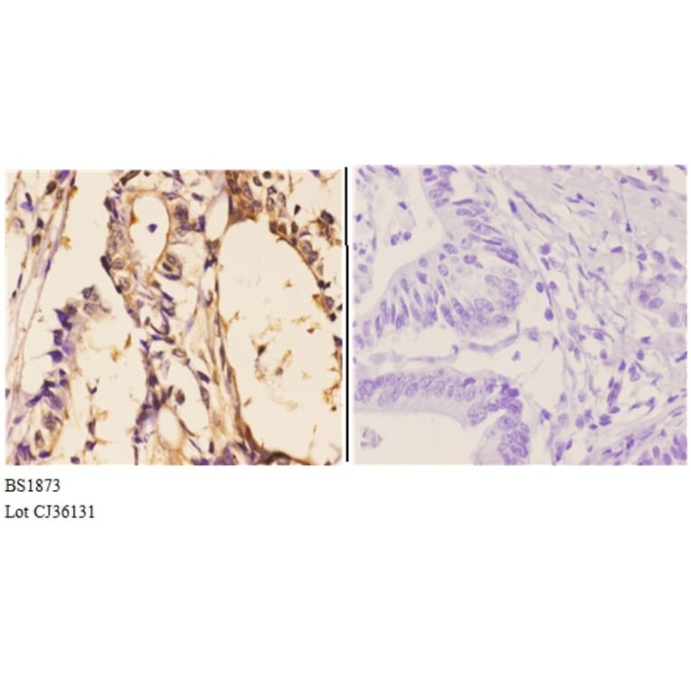 Anti-Clock (E270) Antibody from Bioworld Technology (BS1873) - Antibodies.com