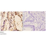 Anti-Clock (E270) Antibody from Bioworld Technology (BS1873) - Antibodies.com