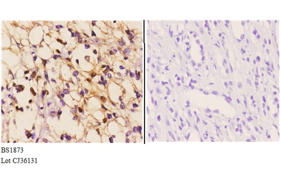 Anti-Clock (E270) Antibody from Bioworld Technology (BS1873) - Antibodies.com