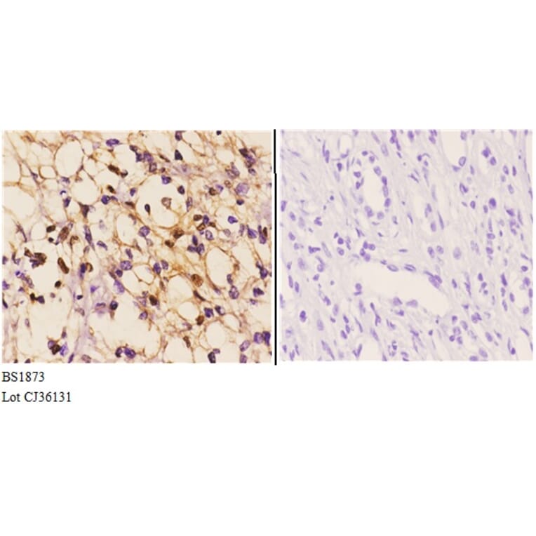 Anti-Clock (E270) Antibody from Bioworld Technology (BS1873) - Antibodies.com