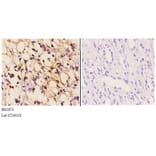 Anti-Clock (E270) Antibody from Bioworld Technology (BS1873) - Antibodies.com