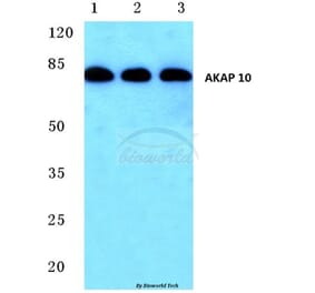 Anti-AKAP 10 (R27) Antibody from Bioworld Technology (BS1877) - Antibodies.com