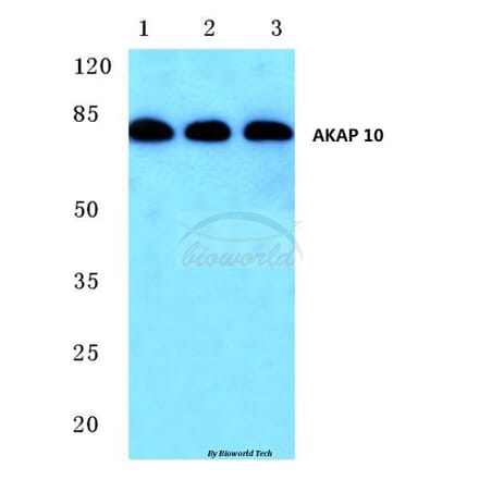 Anti-AKAP 10 (R27) Antibody from Bioworld Technology (BS1877) - Antibodies.com