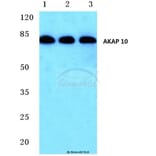 Anti-AKAP 10 (R27) Antibody from Bioworld Technology (BS1877) - Antibodies.com