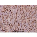 Anti-AKAP 10 (R27) Antibody from Bioworld Technology (BS1877) - Antibodies.com
