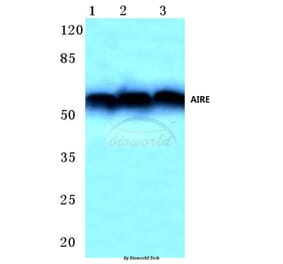 Anti-AIRE (P126) Antibody from Bioworld Technology (BS1879) - Antibodies.com