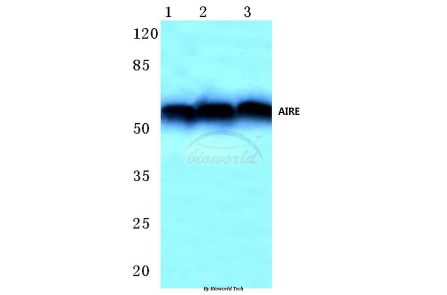 Anti-AIRE (P126) Antibody from Bioworld Technology (BS1879) - Antibodies.com