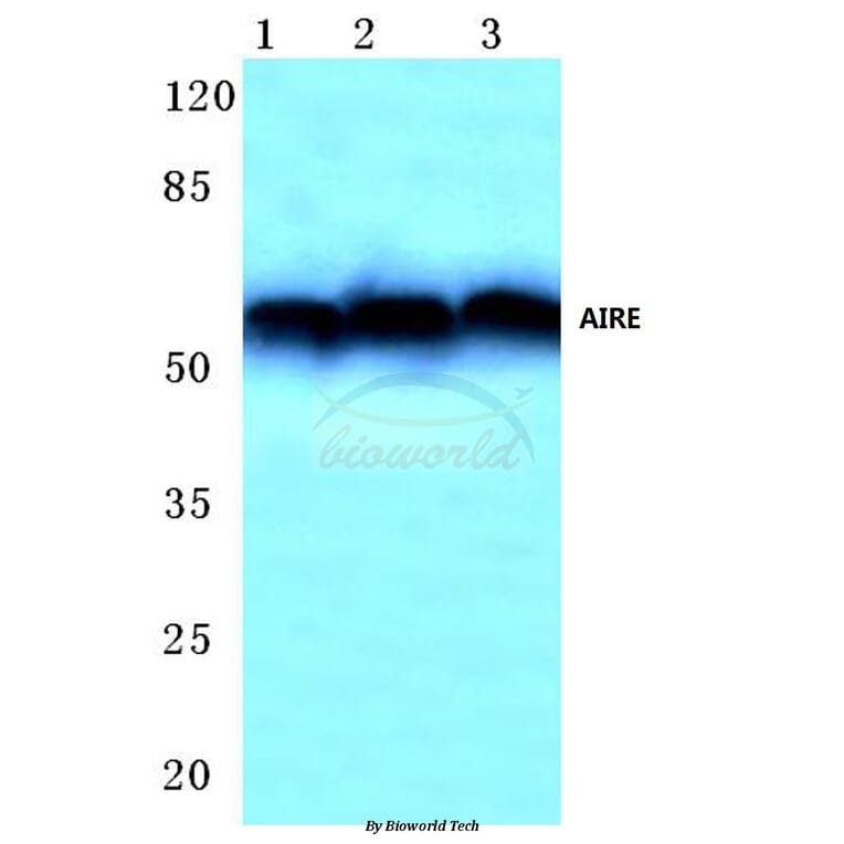 Anti-AIRE (P126) Antibody from Bioworld Technology (BS1879) - Antibodies.com